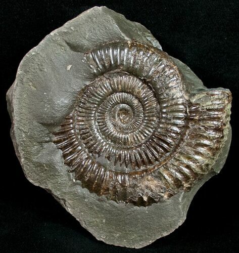 Large Pyritized Dactylioceras Ammonite #10565
